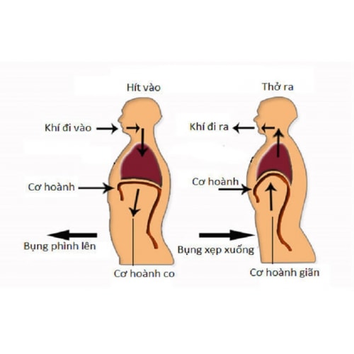 Bóng Tập Thở Phổi, Hẹp Phổi, COPD, Bóng Tập Thổi